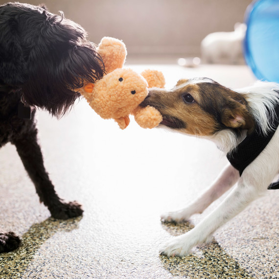 two dogs playing with stuffed animal toy two dogs playing with stuffed animal toy