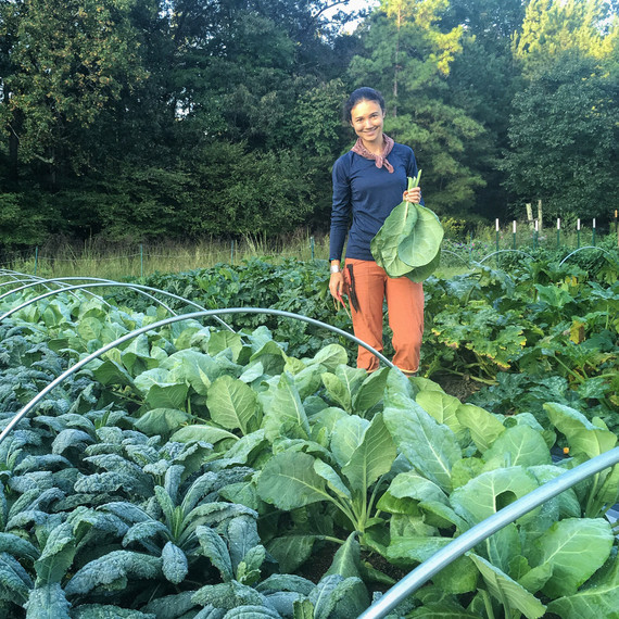 woman harvesting kale collards plants woman harvesting kale collards plants