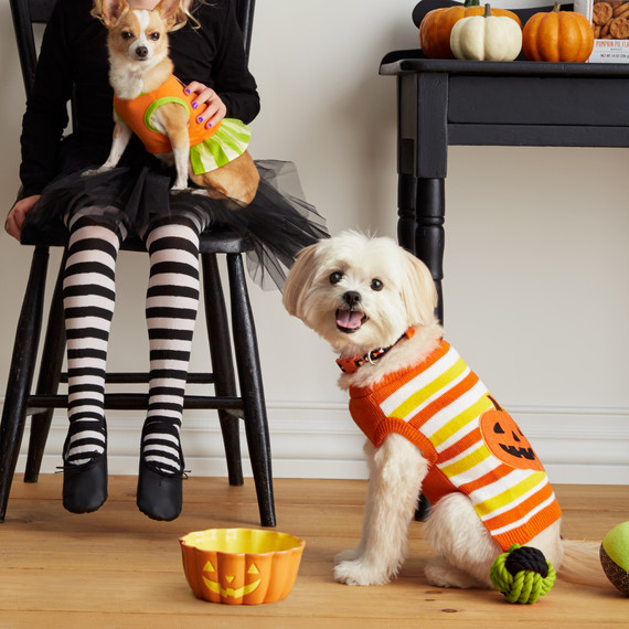 mspets-dog-halloween-pumpkinsweater-d112236-mrkt-0915.jpg