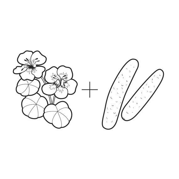 ask-martha-nasturtiums-and-cucumbers-illustration-0314.jpg