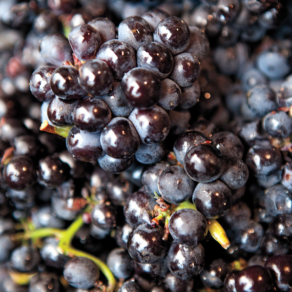 msl-jeff-cerciello-grapes-chef-road-trip-0432-md109521.jpg