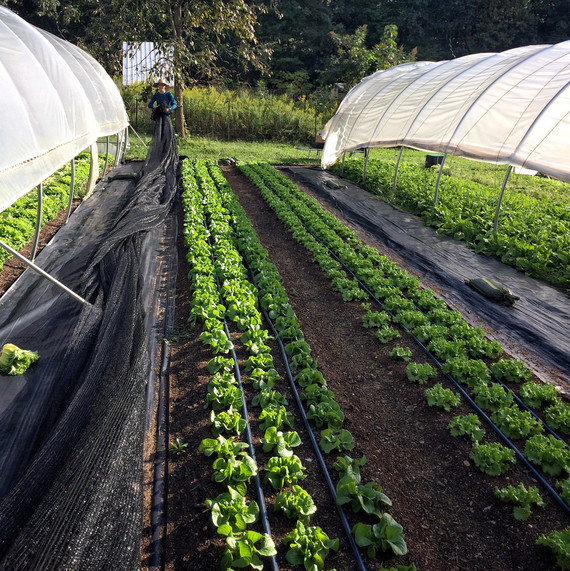 rolling shade cloth to protect produce rolling shade cloth to protect produce