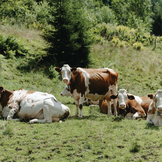 travel-honeymoon-diaries-cows-hallstaatt-austria-s112936.jpg