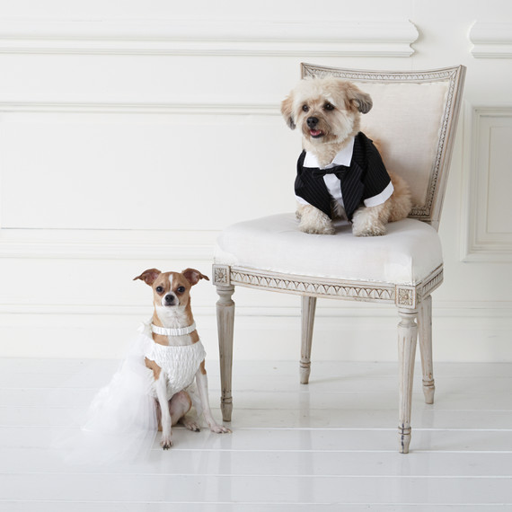 wedding-pet-clothes-mspets-wedding-bride-and-groom2-0515.jpg
