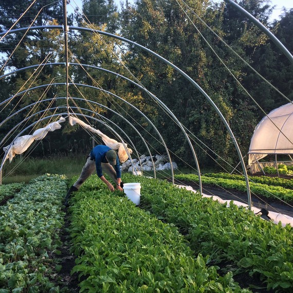 farmer harvesting arugula and baby kale plants farmer harvesting arugula and baby kale plants