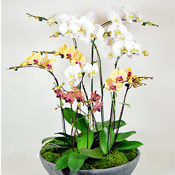 orchid_bowl.jpg (skyword:339357)