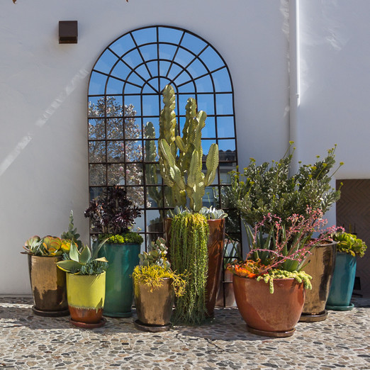 potted cactuses outside potted cactuses outside
