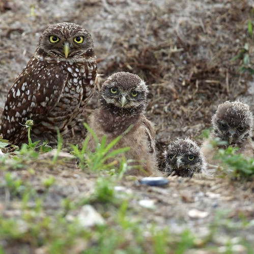 Rare Owls Are Thriving in an Unexpected Spot Near LAX | Martha Stewart