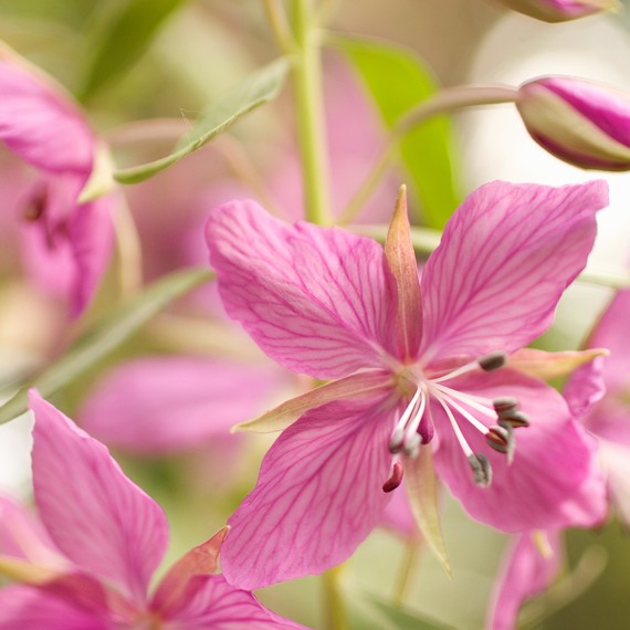 fireweed.jpg