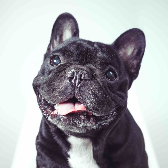 dog_cute_bull_0718