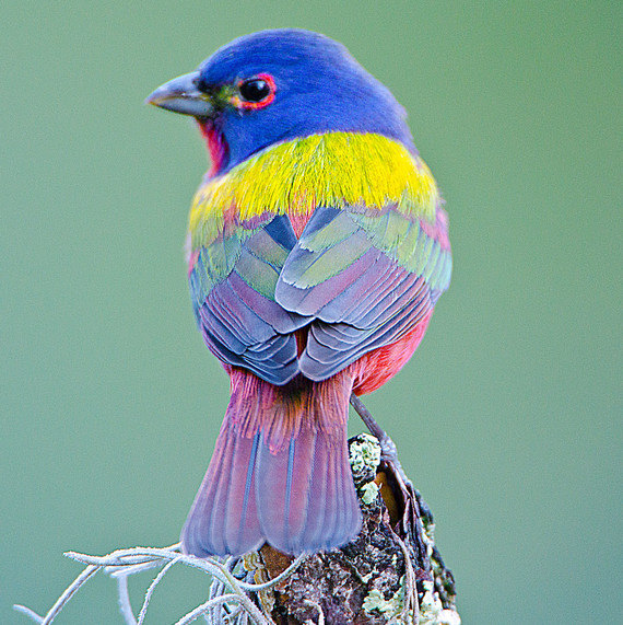 bird watching male painted bunting bird watching male painted bunting
