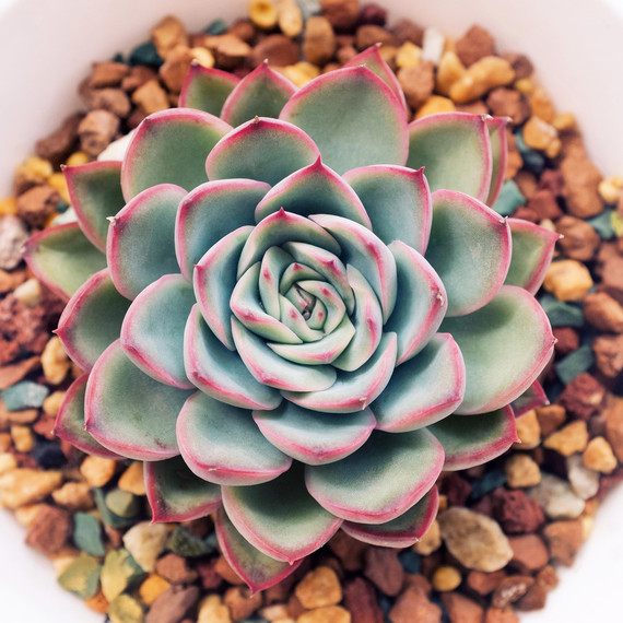 echeveria.jpg