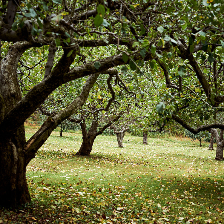 orchard trees