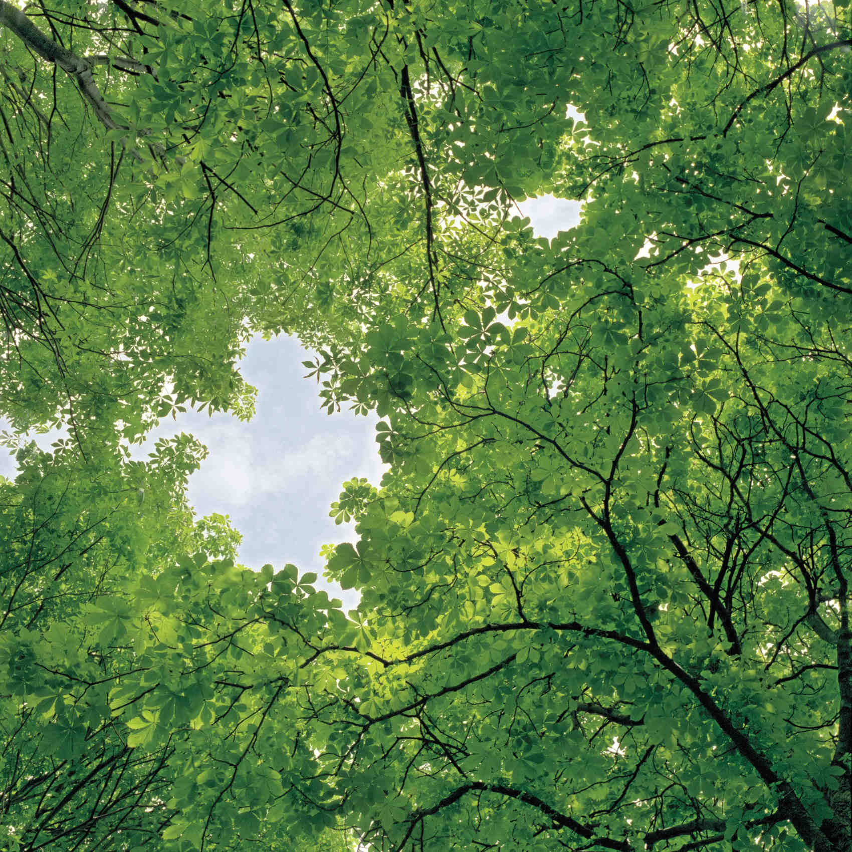 Canopy of trees Canopy of trees