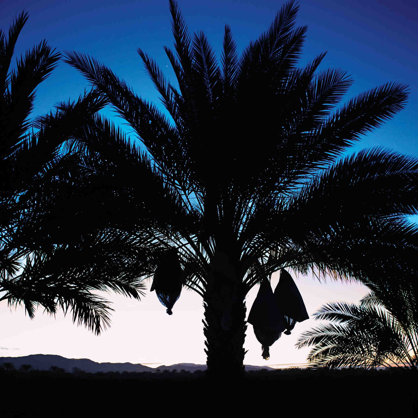 California, A Desert Oasis, Lots of Sunshine ... and Great Dates California, A Desert Oasis, Lots of Sunshine ... and Great Dates