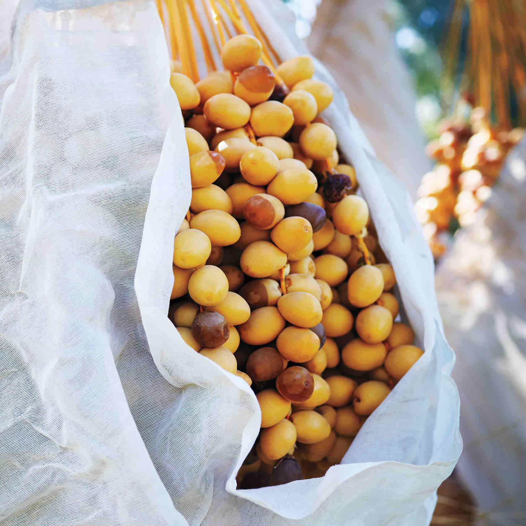 date-farm-0235-d111571.jpg