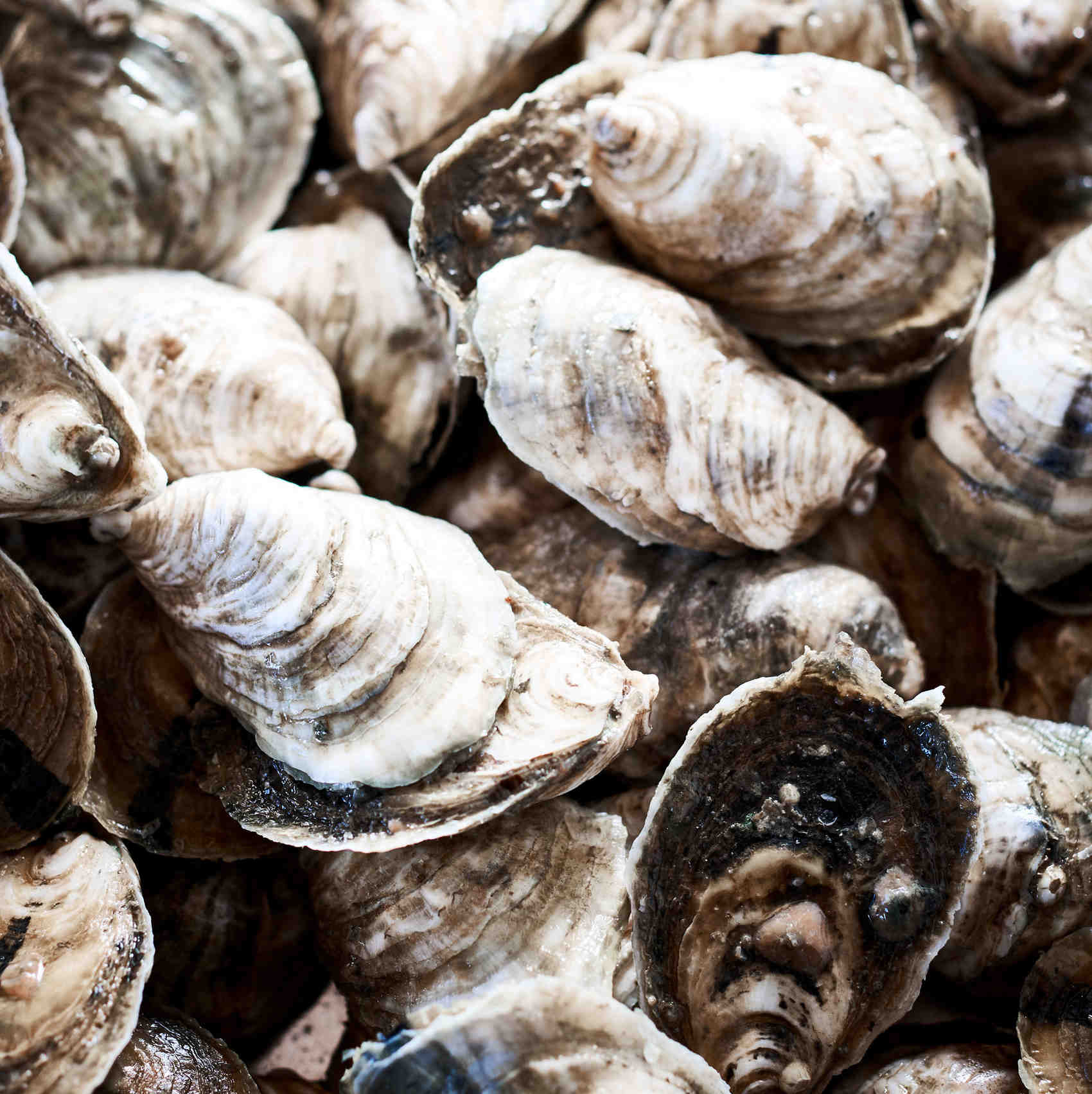 freshly-caught oysters freshly-caught oysters