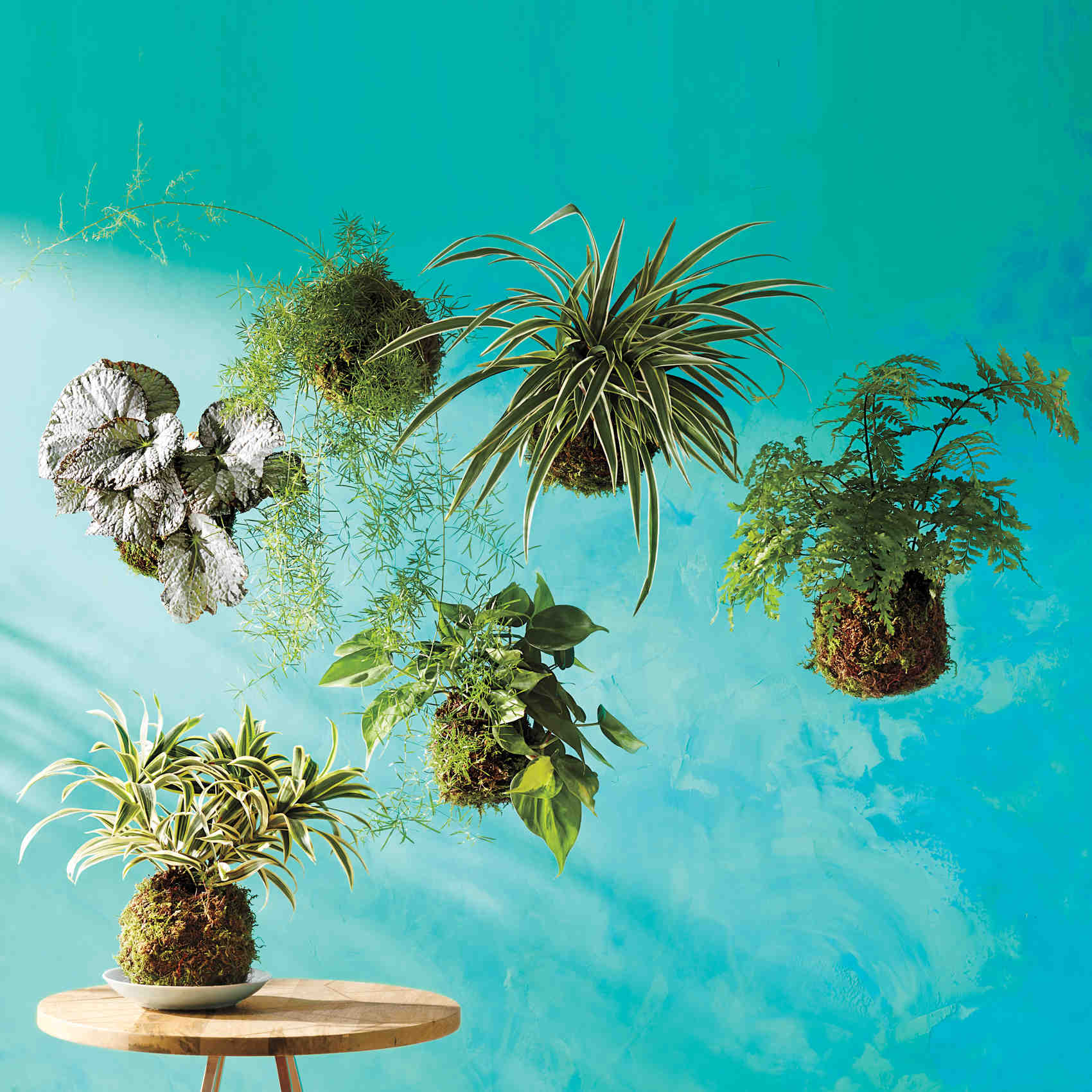 kokedama-0098-d112568-r.jpg