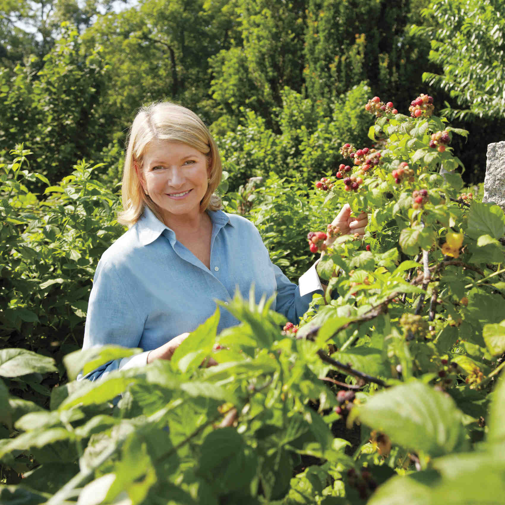 martha's berries plants martha's berries plants