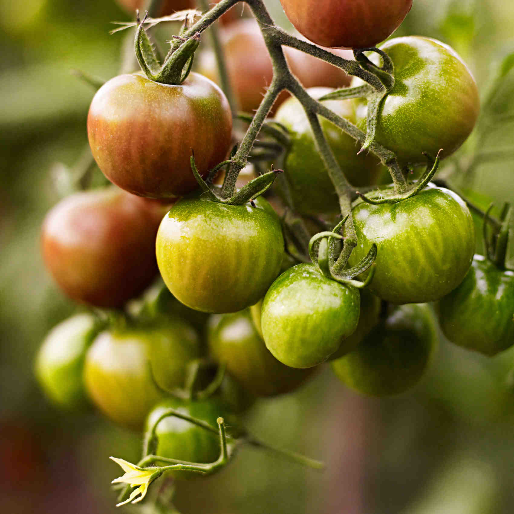 How to Plant a Vegetable Garden How to Plant a Vegetable Garden