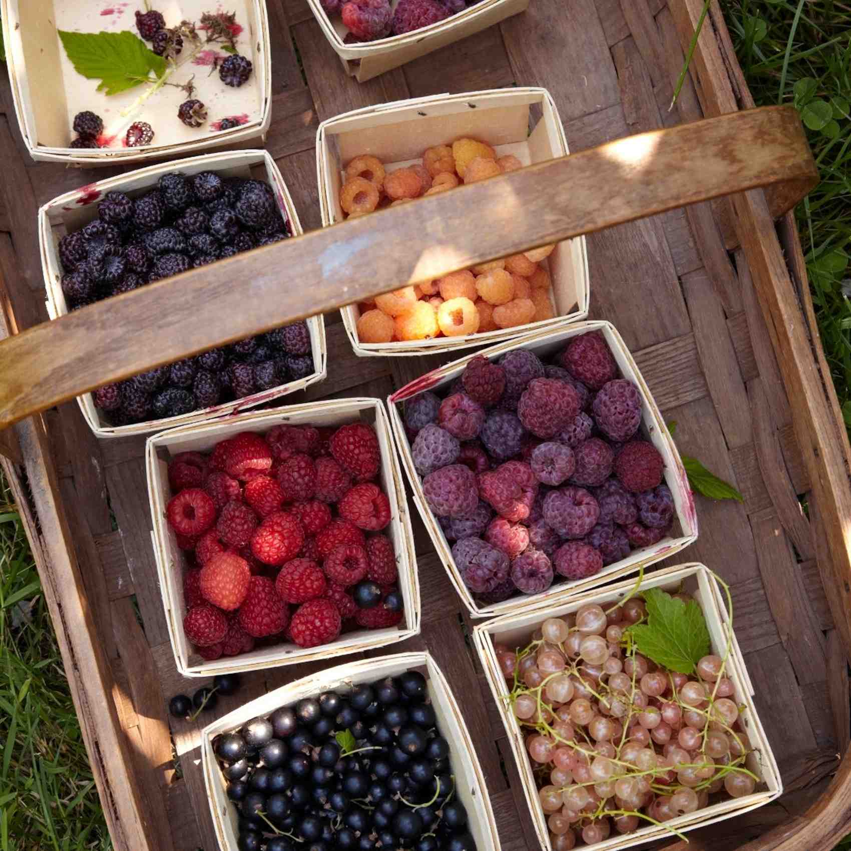 Martha's Berry Garden Martha's Berry Garden