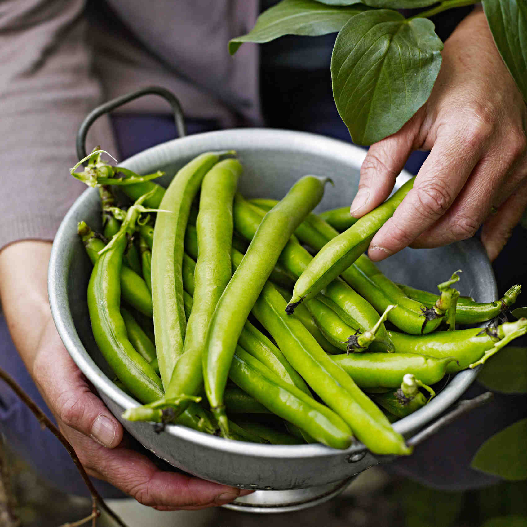 picked green beans picked green beans