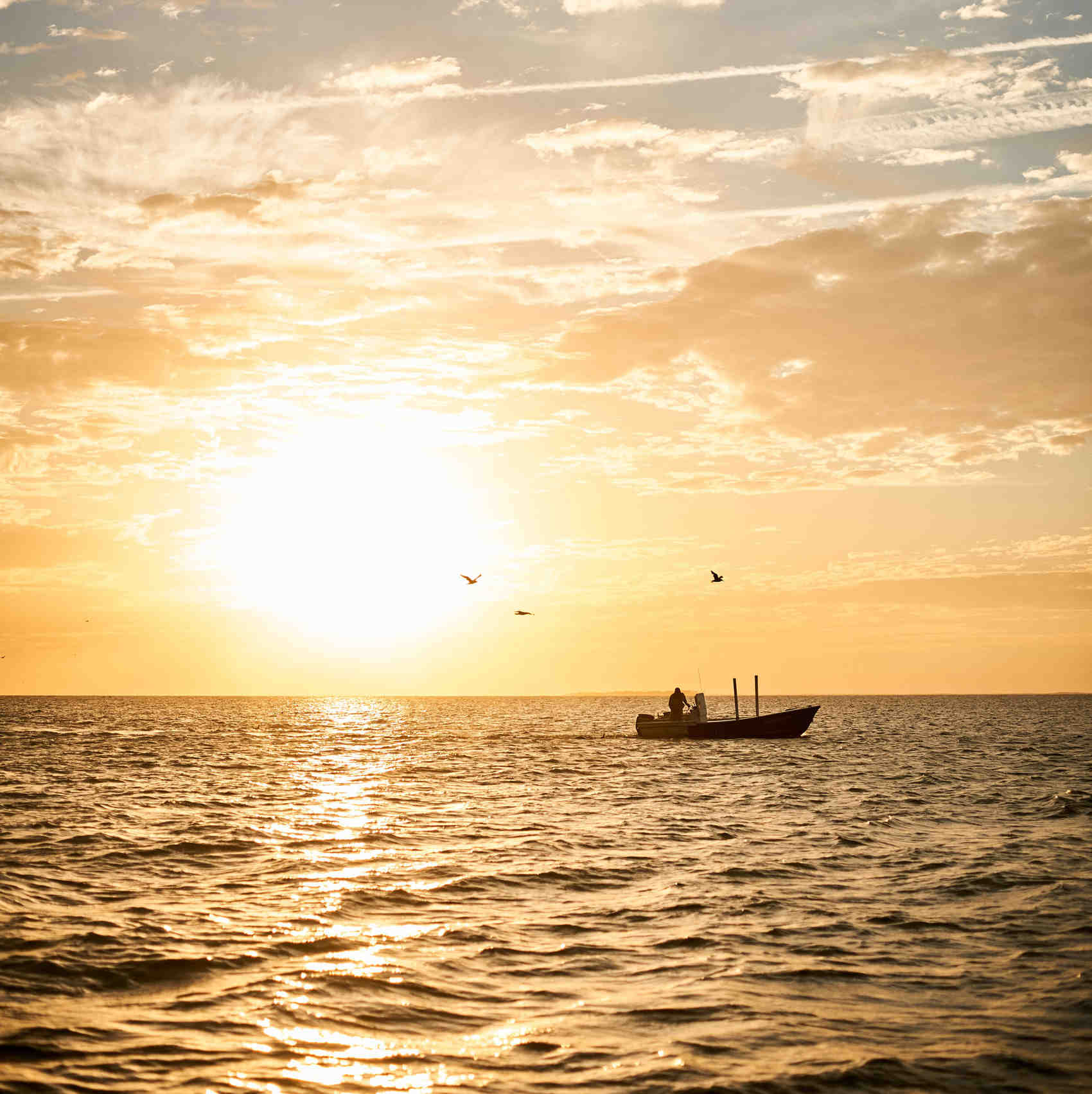 The New Story of Sustainable Oyster Farming in the Chesapeake Bay The New Story of Sustainable Oyster Farming in the Chesapeake Bay