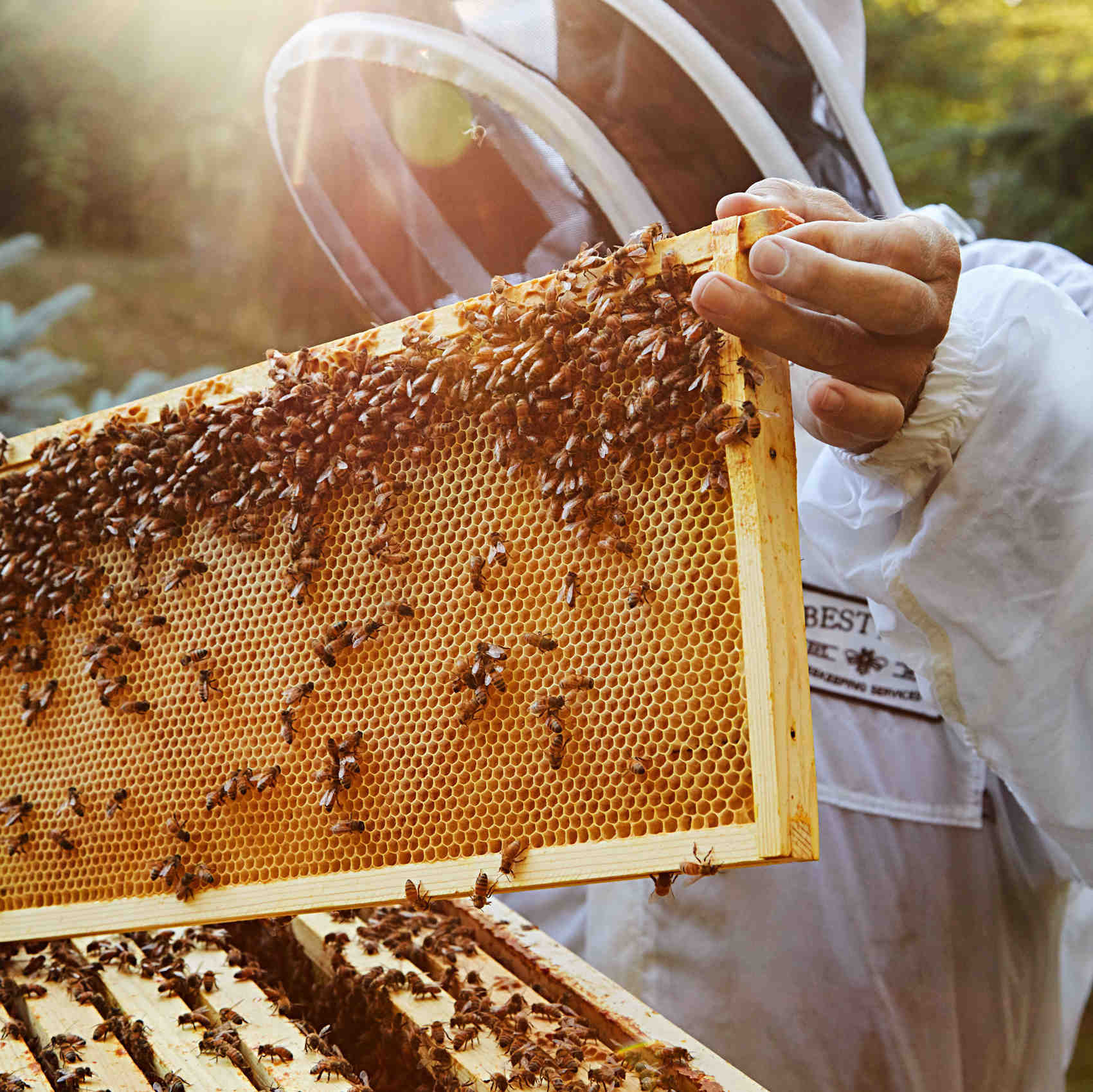 noah wilson rich insects bees thriving noah wilson rich insects bees thriving